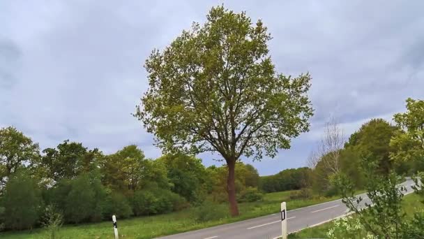 Árbol Solitario Moviéndose Viento Camino Campo — Vídeos de Stock