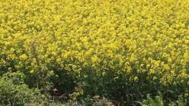 Rüzgarda hareket eden bir tarımsal kolza yakından bakın.