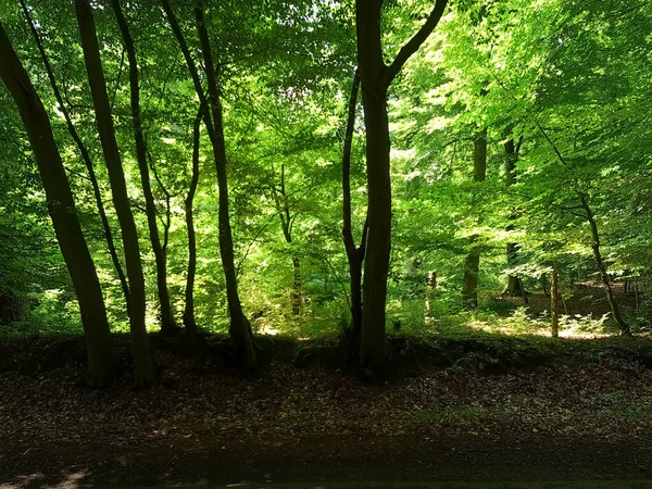 Bela Vista Para Uma Densa Floresta Verde Com Luz Solar — Fotografia de Stock