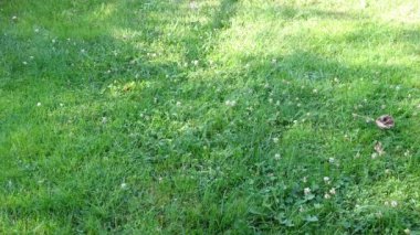 Otlar ve buğdaylar rüzgarda hareket ediyor.