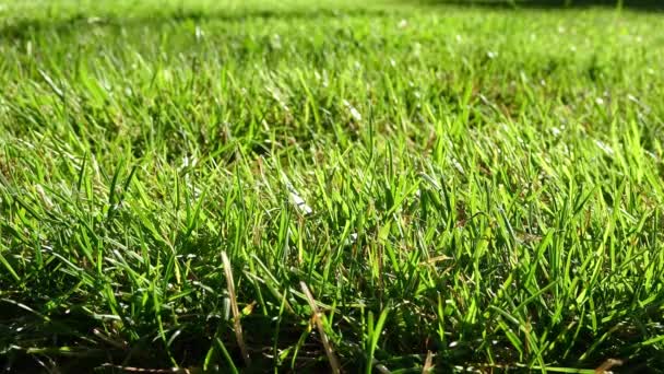Hohes Gras Und Weizenstachelgras Bewegen Sich Wind — Stockvideo
