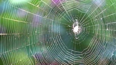 Bahçe örümceği ağın ortasında oturuyor. Parlak güneş ışığıyla aydınlanan rüzgarda hareket ediyor.