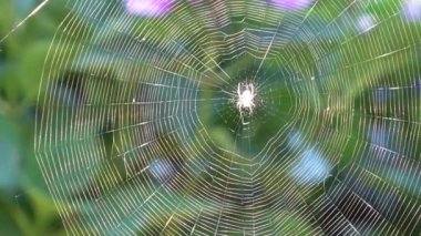 Bahçe örümceği ağın ortasında oturuyor. Parlak güneş ışığıyla aydınlanan rüzgarda hareket ediyor.