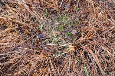 Sazlığın yüzeyindeki görüntüyü kapat