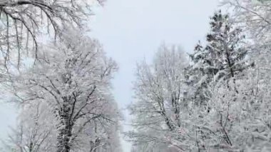 Karlı bir yolda kar kaplı ağaçlarla giden bir arabanın ön camından bak..