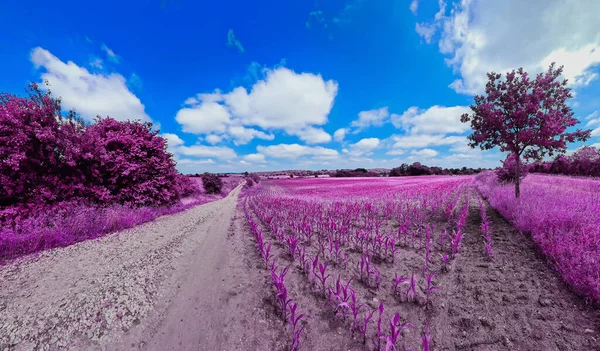 Colorful fantasy landscape in an asian purple infrared photo style