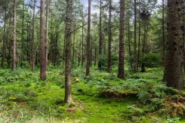 Yoğun yeşil bir ormana güzel bir manzara. Parlak güneş ışığı, derin gölgeler bırakıyor..