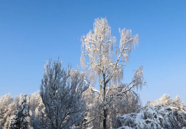 Şiddetli kar yağışı sonrası güneşli havada güzel ağaçlar.