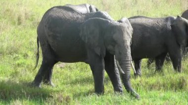 Wild elephants in the bushveld of Africa on a sunny day.