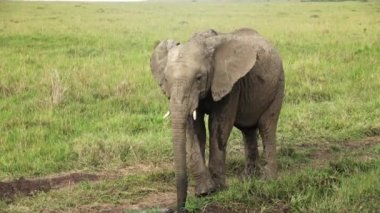 Wild elephants in the bushveld of Africa on a sunny day.