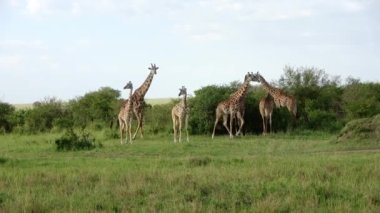 Beautiful giraffe in the wild nature of Africa.