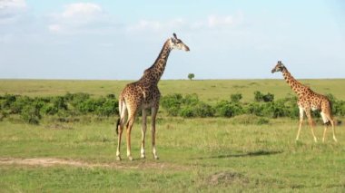 Beautiful giraffe in the wild nature of Africa.