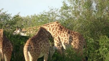 Beautiful giraffe in the wild nature of Africa.