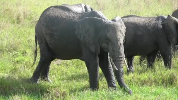 Wild Elephants Bushveld Africa Sunny Day — Αρχείο Βίντεο