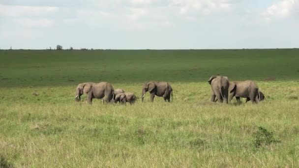 晴れた日にアフリカの茂みの中の野生の象 — ストック動画