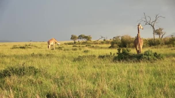 Beautiful Giraffe Wild Nature Africa — Video Stock