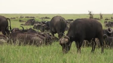 A herd of buffalo in the wilds of Africa.