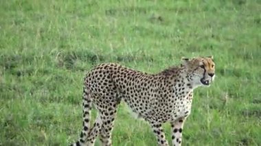 Two cheetahs in the wild of Africa in search of prey.