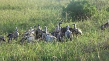 Numerous vultures fight over a carcass in the wilds of Africa.