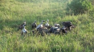 Numerous vultures fight over a carcass in the wilds of Africa.