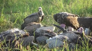 Numerous vultures fight over a carcass in the wilds of Africa.