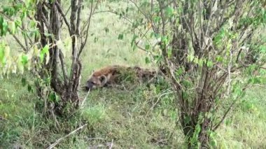 Wild hyenas in the savannah of Africa.