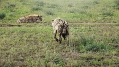 Wild hyenas in the savannah of Africa.