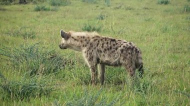 Wild hyenas in the savannah of Africa.