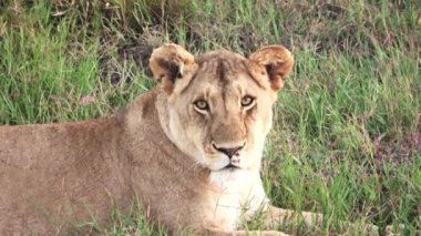 Impressive wild lions in the wilds of Africa in Masai Mara.