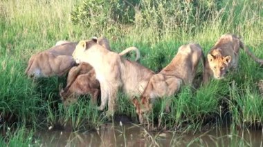 Impressive wild lions in the wilds of Africa in Masai Mara.