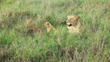 Impressive wild lions in the wilds of Africa in Masai Mara.