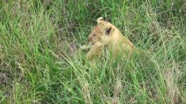 Impressive wild lions in the wilds of Africa in Masai Mara.