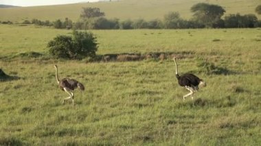 Wild bird ostrich in the savannah of Africa.