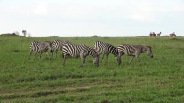 Wild Zebras in the Savannah of Africa.