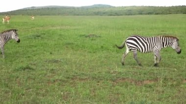 Wild Zebras in the Savannah of Africa.