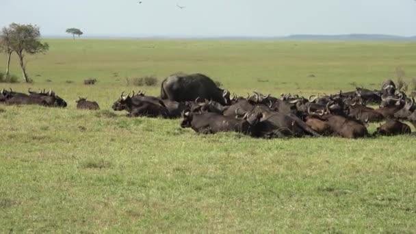 アフリカの野生の水牛の群れ — ストック動画