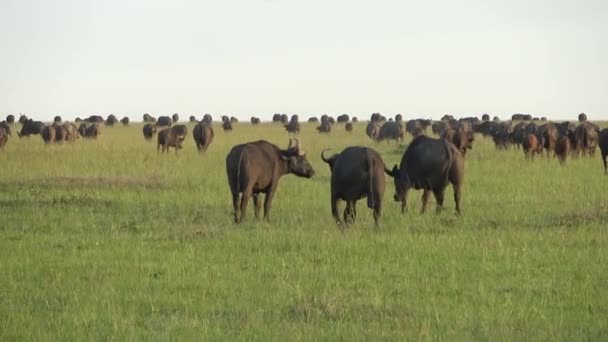 Herd Buffalo Wilds Africa — стоковое видео