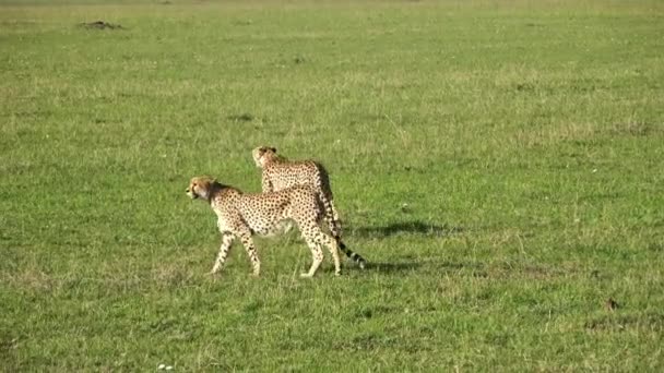 Two Cheetahs Wild Africa Search Prey — стоковое видео