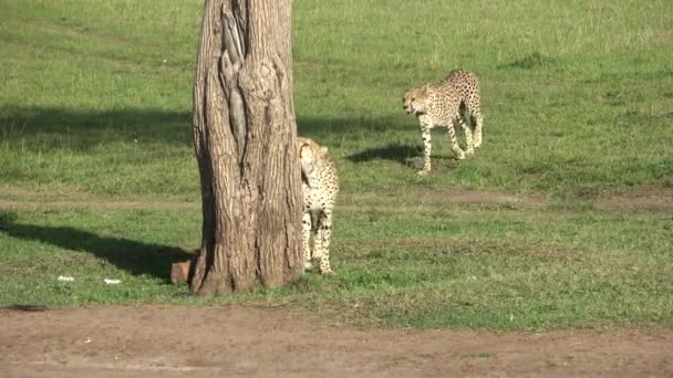 Two Cheetahs Wild Africa Search Prey — Stock video