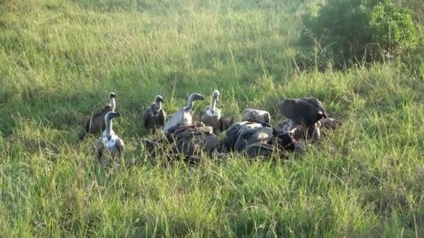 Numerous Vultures Fight Carcass Wilds Africa — Video Stock