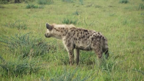 Wild Hyenas Savannah Africa — стоковое видео