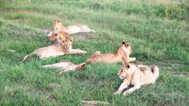Impressive Wild Lions Wilds Africa Masai Mara — стоковое видео