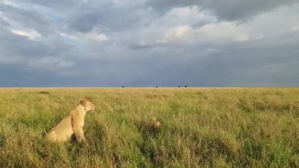 Impressive Wild Lions Wilds Africa Masai Mara — Αρχείο Βίντεο