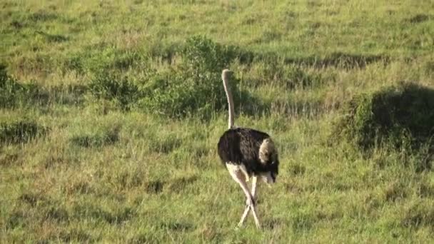 Wild Bird Ostrich Savannah Africa — стоковое видео