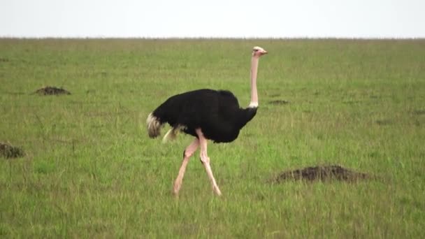 Wild Bird Ostrich Savannah Africa — Video Stock