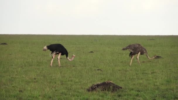 Wild Bird Ostrich Savannah Africa — стоковое видео