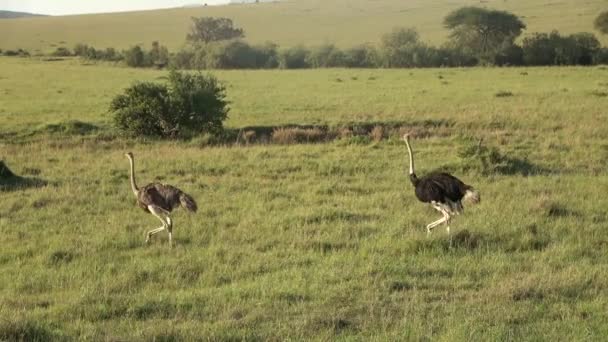 Wild Bird Ostrich Savannah Africa — Stock video