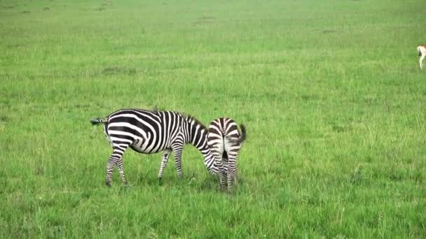 Wild Zebras Savannah Africa — стоковое видео