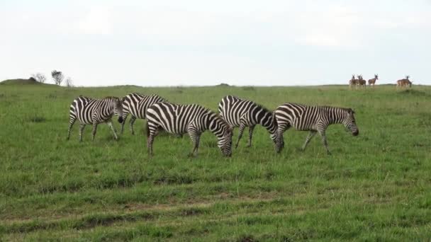 Wild Zebras Savannah Africa — Video