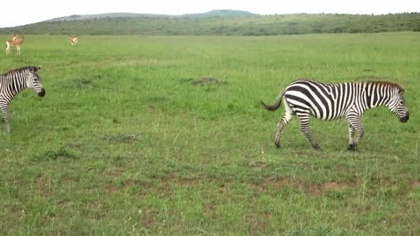 Wild Zebras Savannah Africa — Stock videók